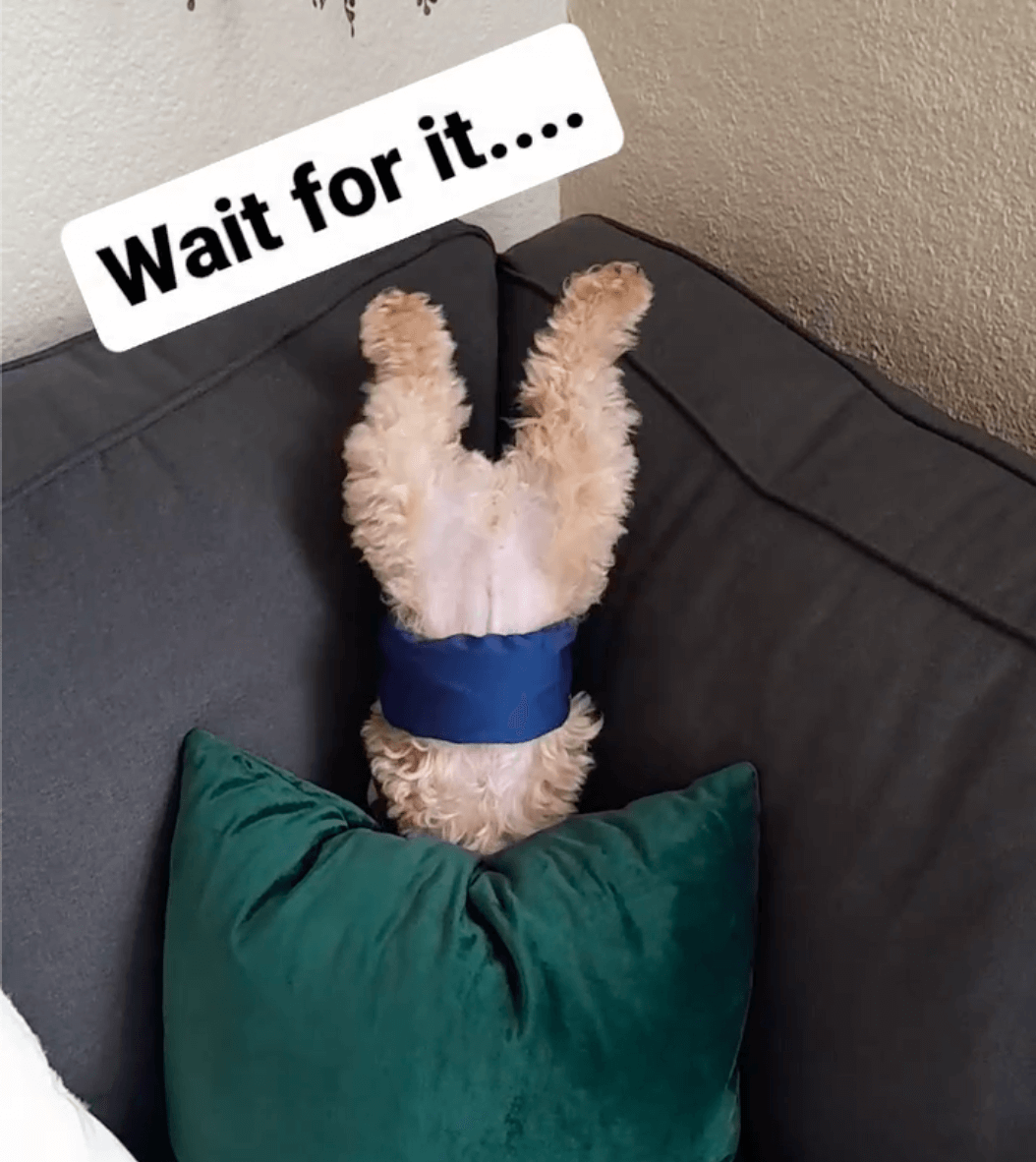 トイプードルライフ,動画