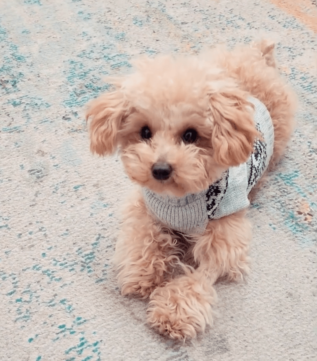 トイプードルライフ,動画