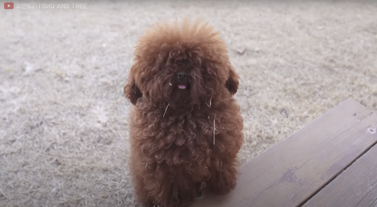 トイプードルライフ,動画