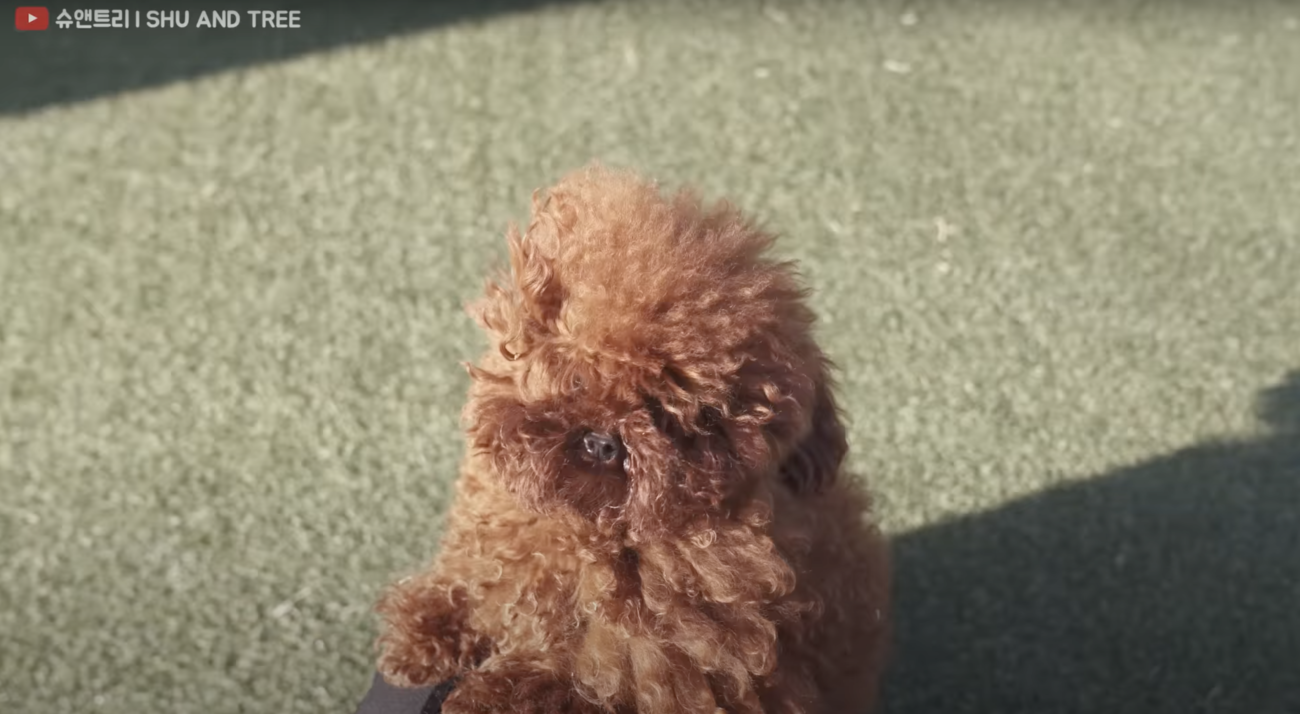 トイプードルライフ,動画