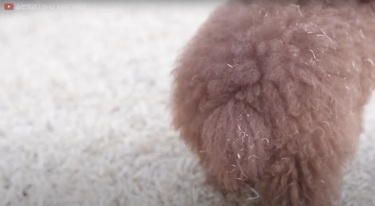 トイプードルライフ,動画