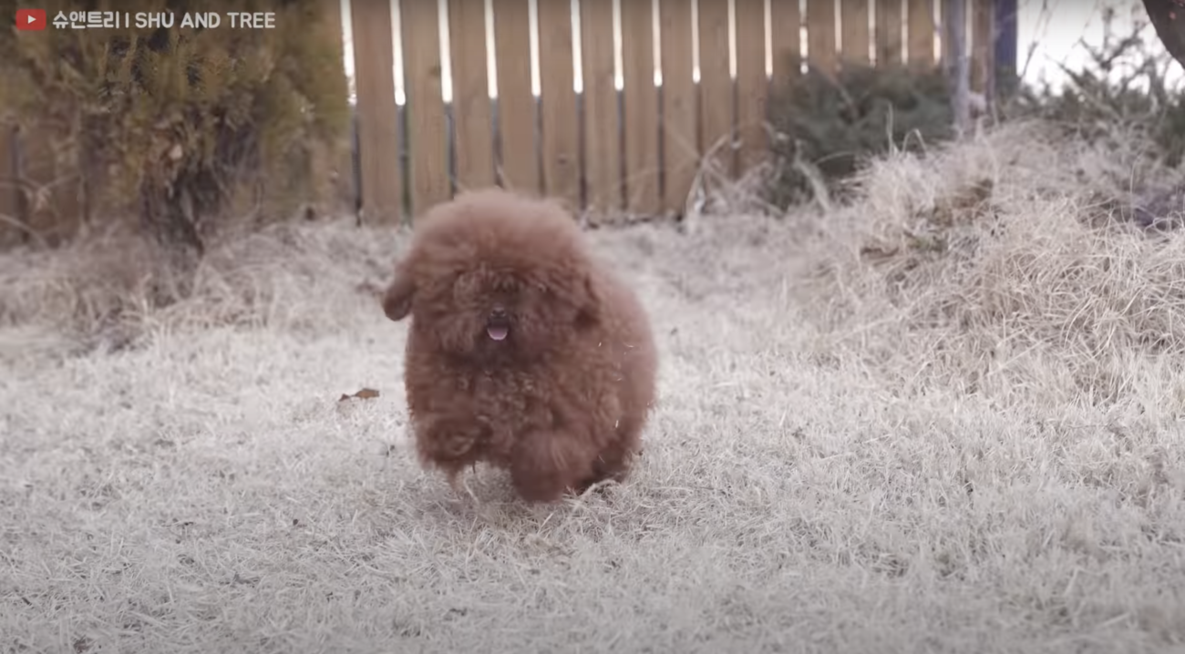 トイプードルライフ,動画