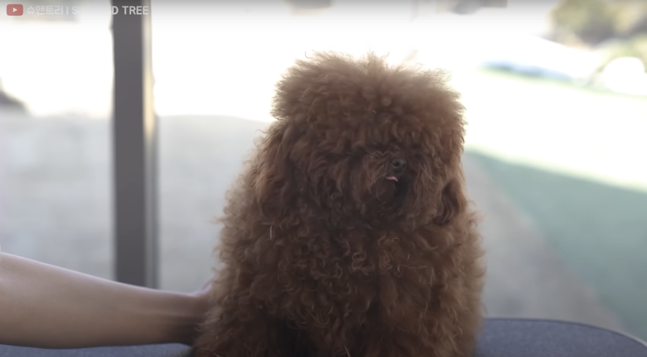 トイプードルライフ,動画