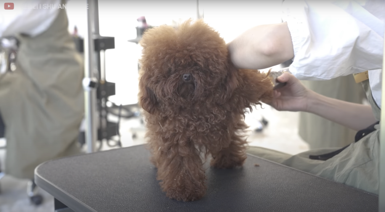 トイプードルライフ,動画