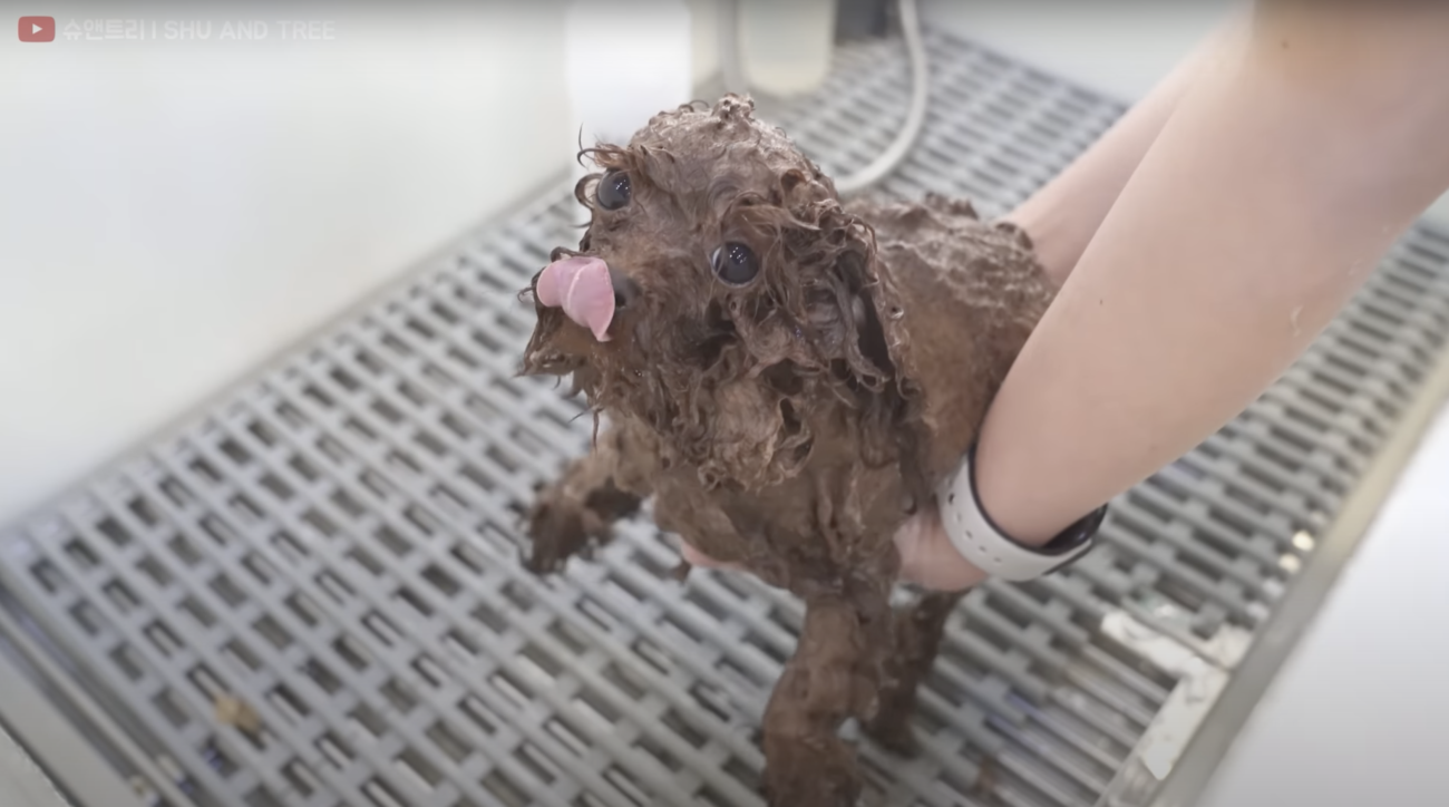 トイプードルライフ,動画