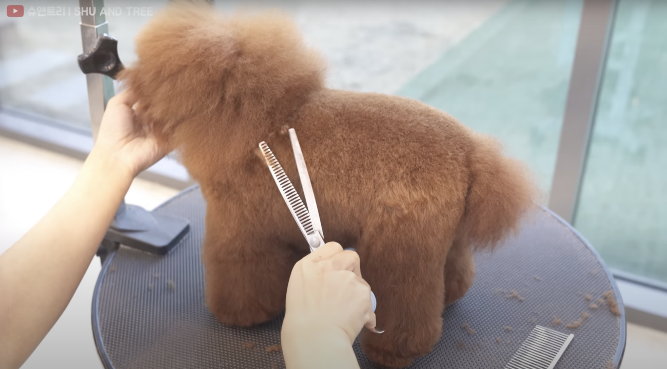 トイプードルライフ,動画