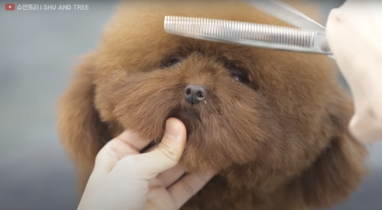 トイプードルライフ,動画