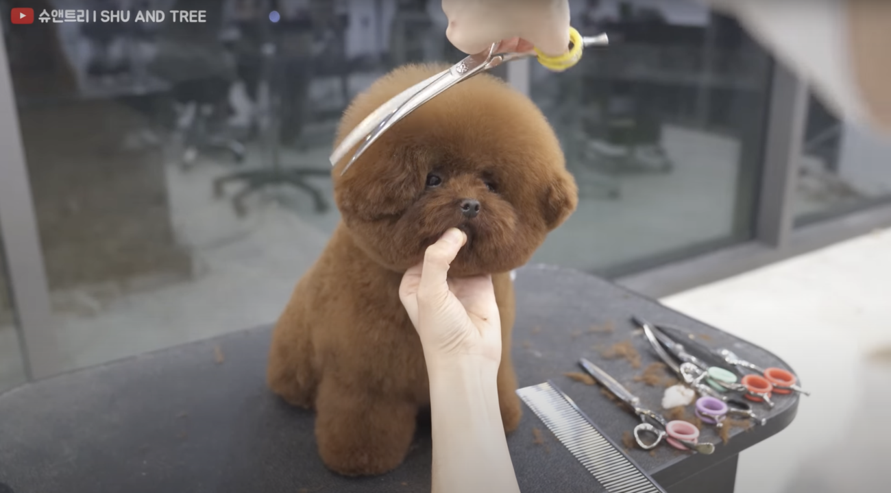 トイプードルライフ,動画