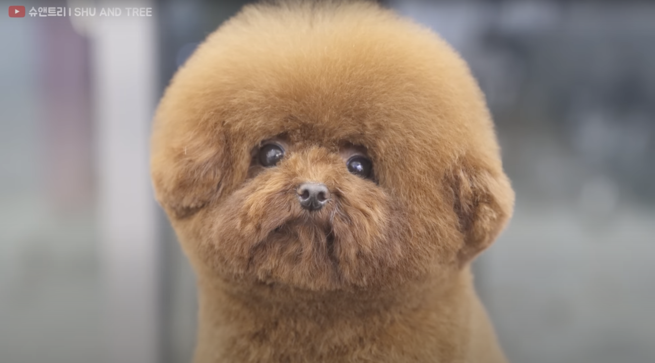 トイプードルライフ,動画