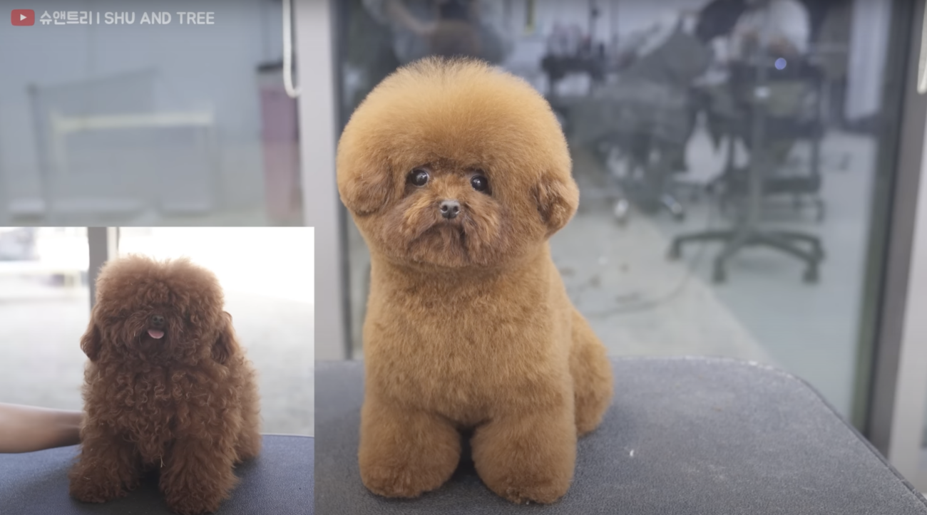 トイプードルライフ,動画