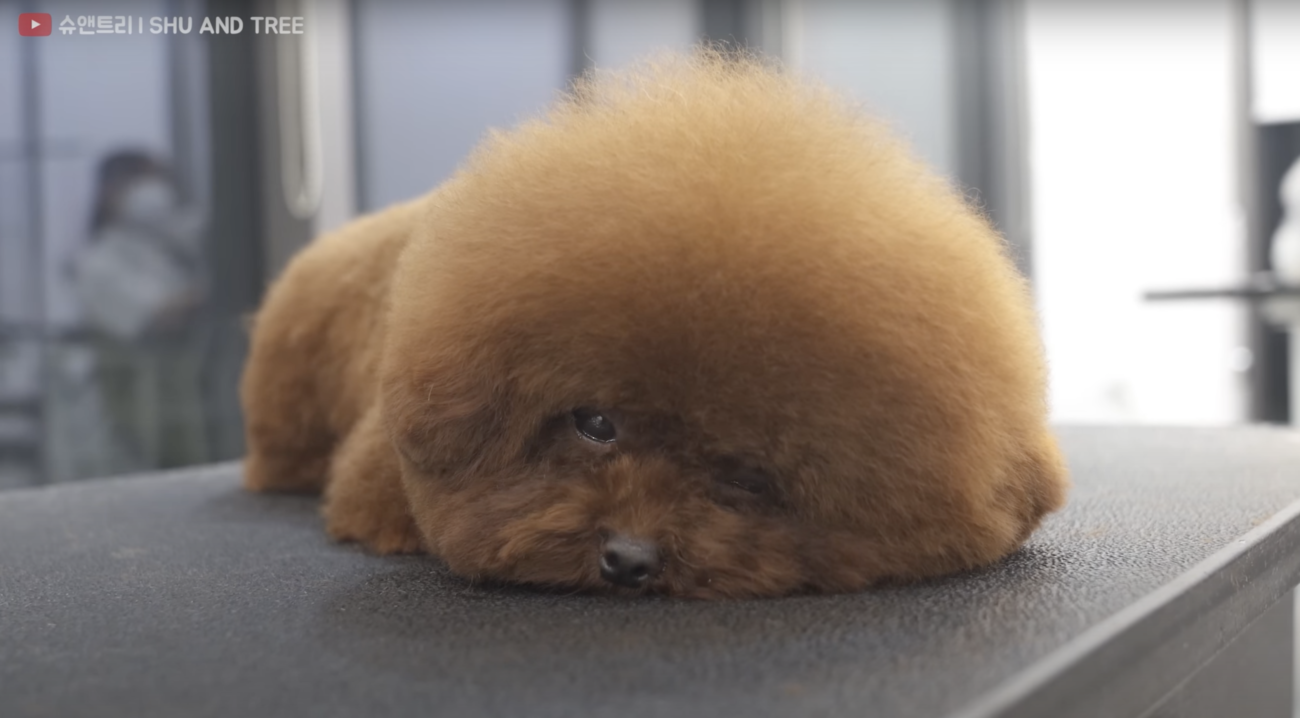 トイプードルライフ,動画