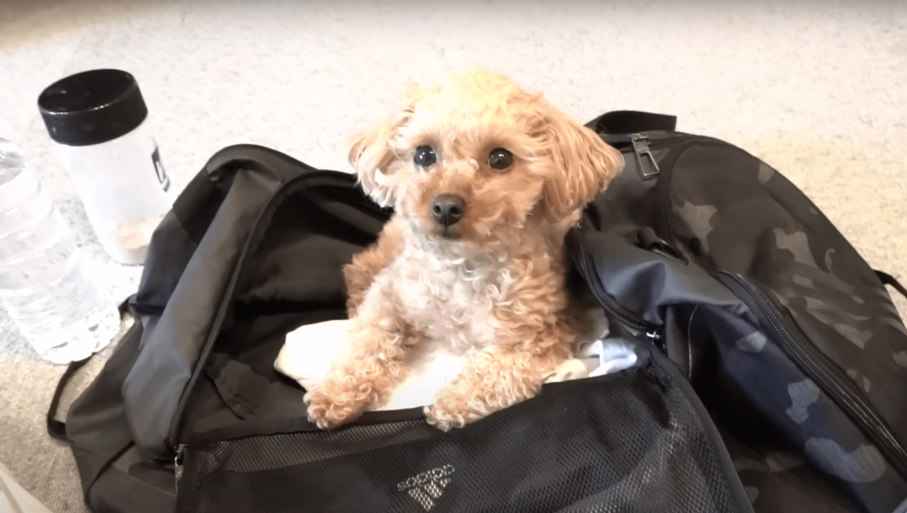 トイプードルライフ,動画