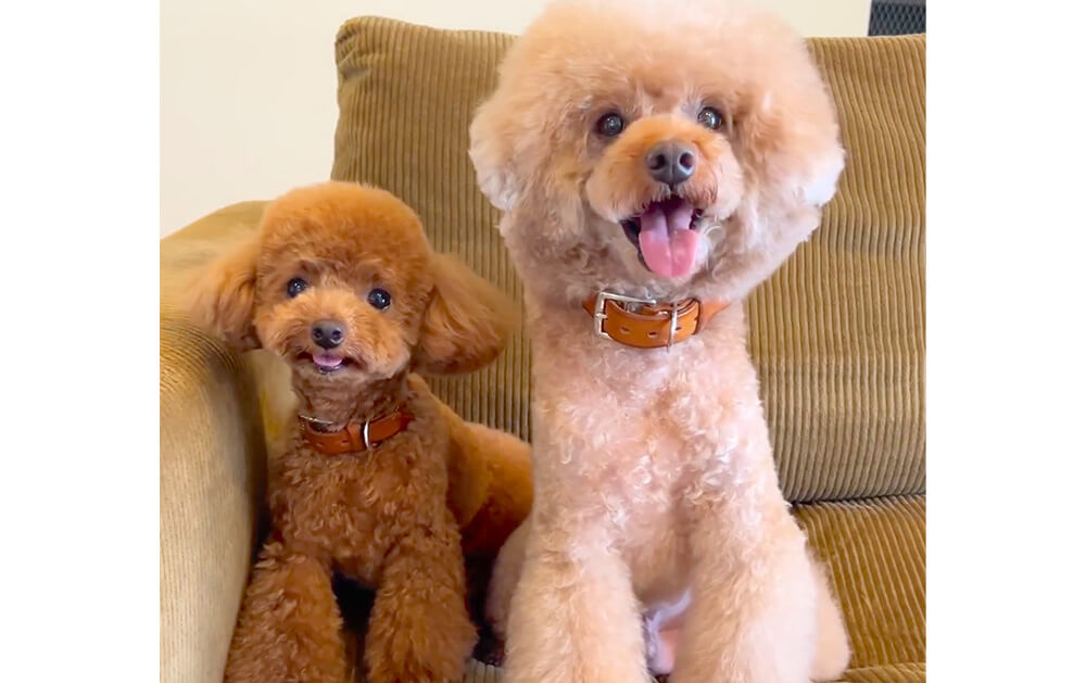 デカプー&パピーの名コンビ！6.5万人が魅了される理由がわかります