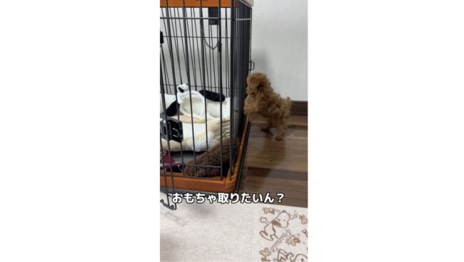 トイプードル,動画