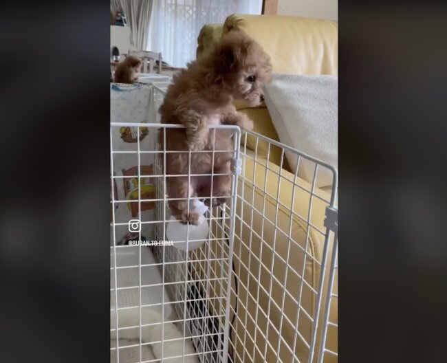 トイプードル,動画