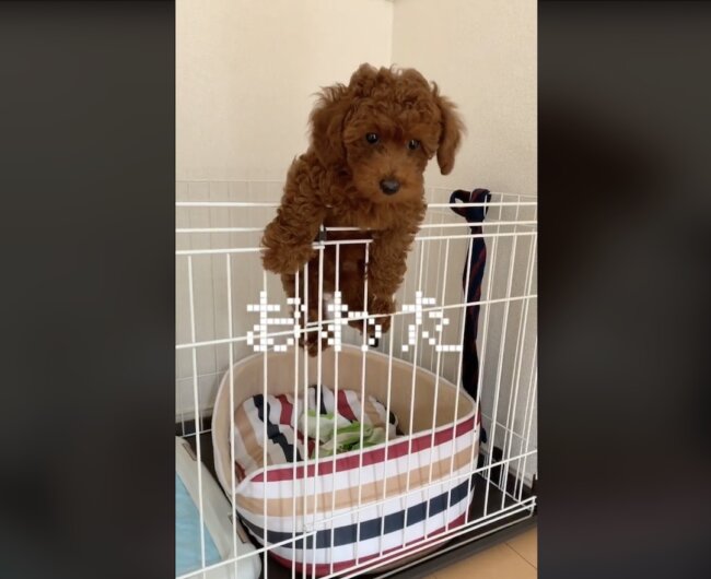 トイプードル,動画