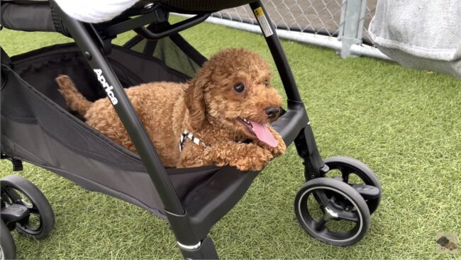 トイプードル,動画