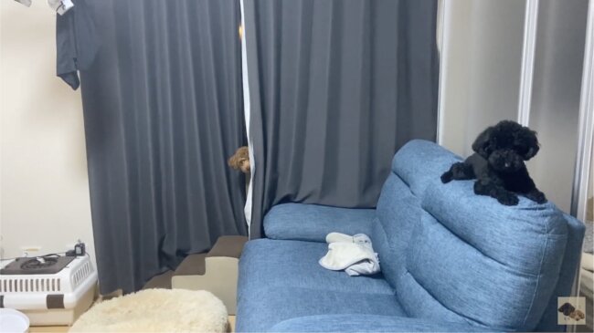 トイプードル,動画