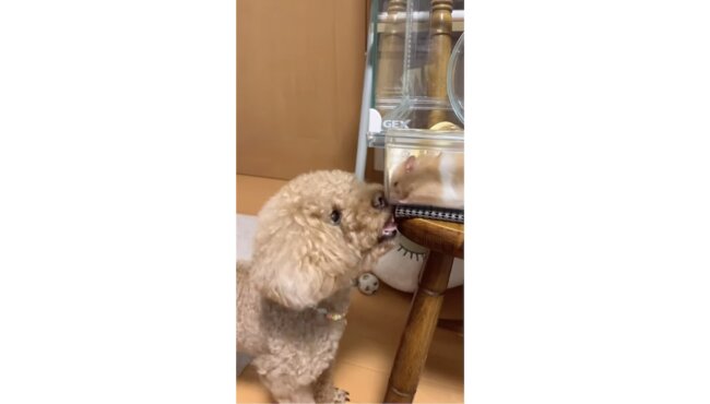 トイプードル,動画