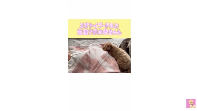 トイプードル,動画