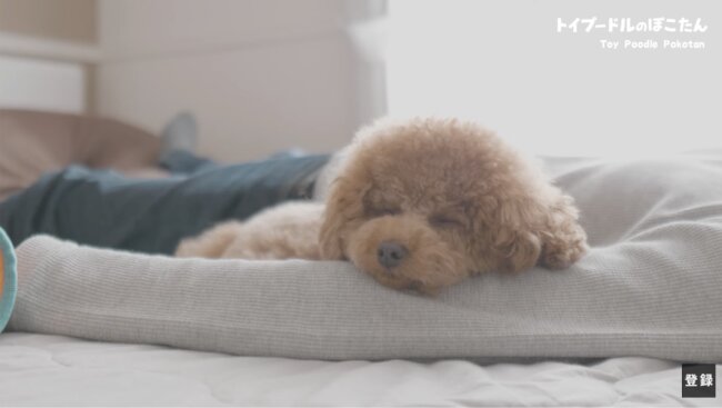 トイプードル,動画