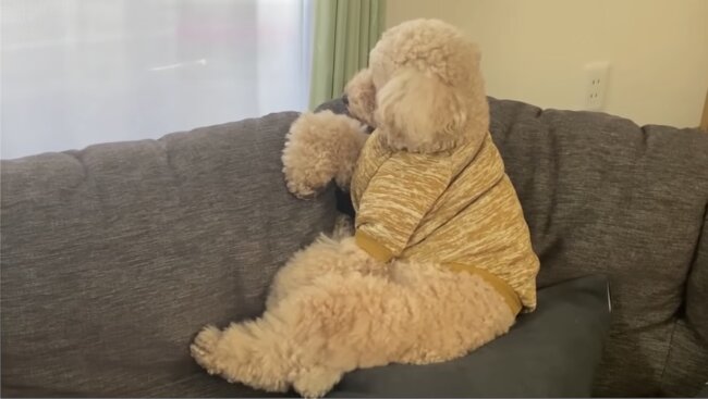 トイプードル,動画