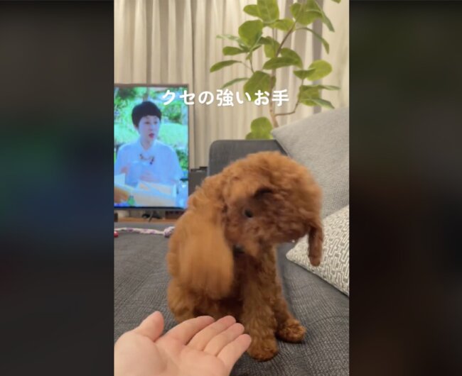 トイプードル,動画