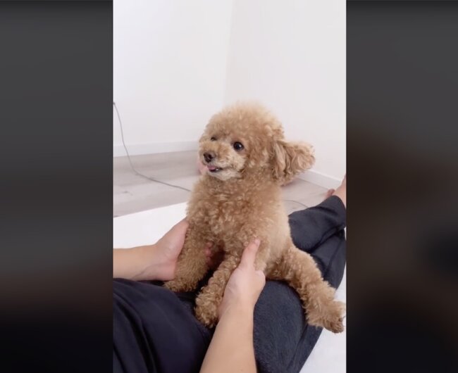 トイプードル,動画