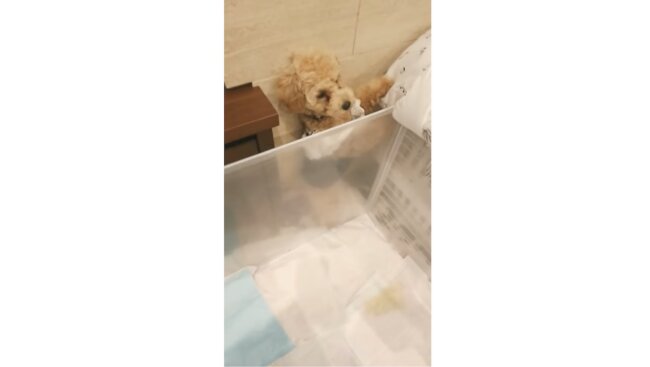 トイプードル,動画