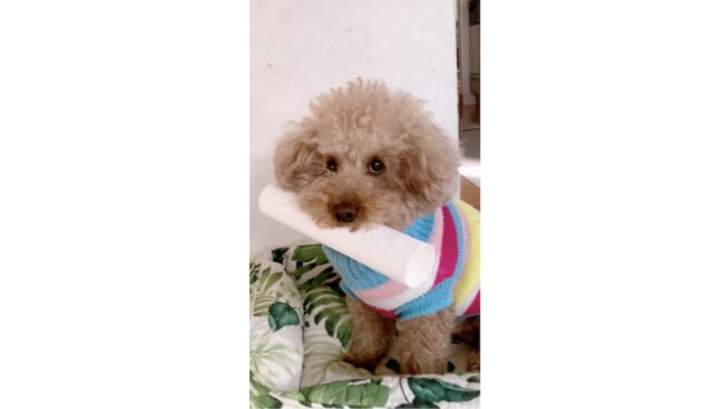 トイプードル,動画