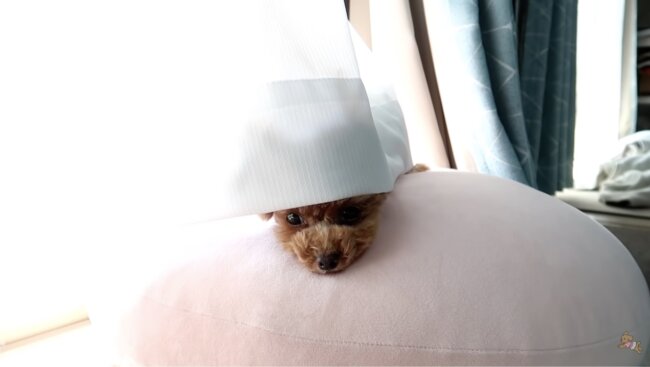 トイプードル,動画