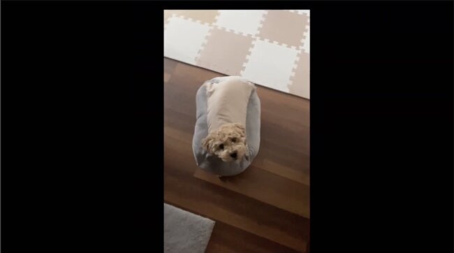 トイプードル,動画