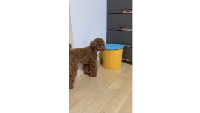 トイプードル,動画