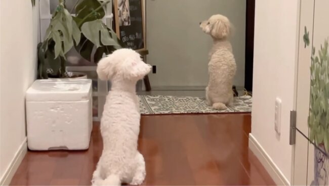 トイプードル,動画