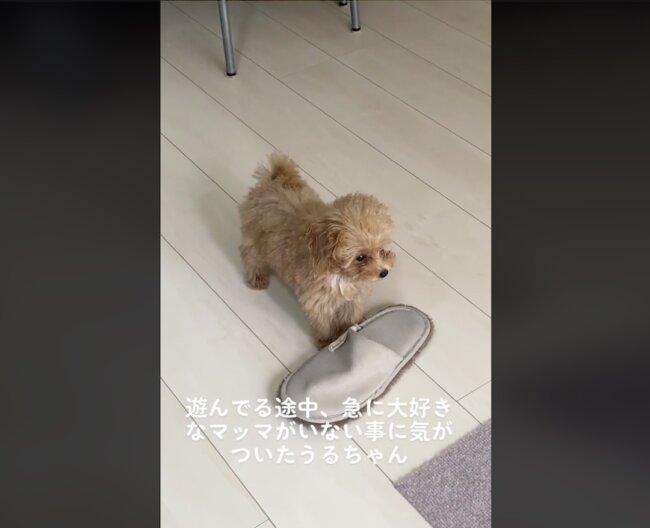 トイプードル,動画