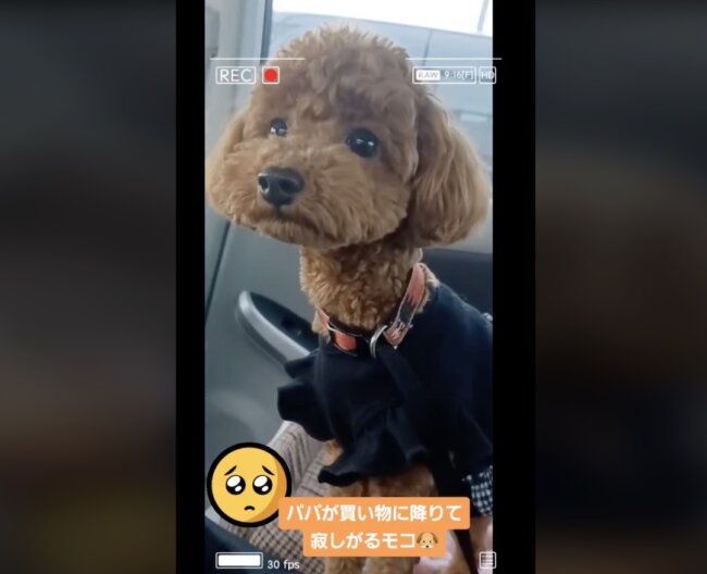 トイプードル,動画
