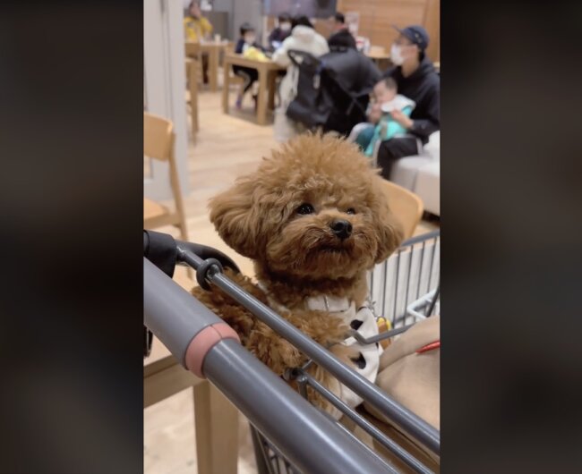 トイプードル,動画