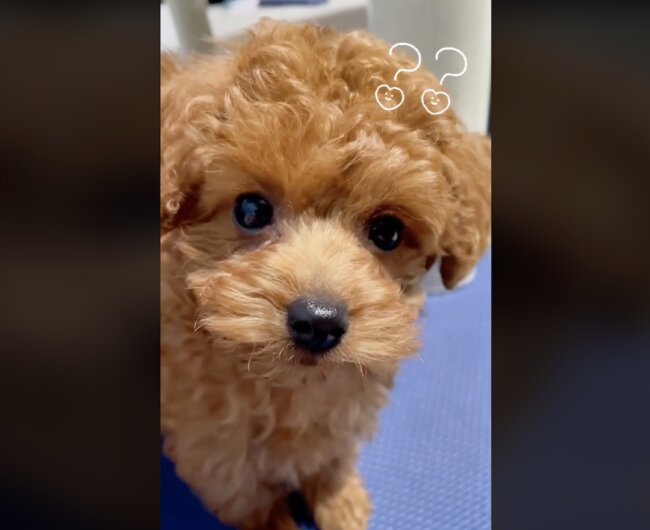 トイプードル,動画