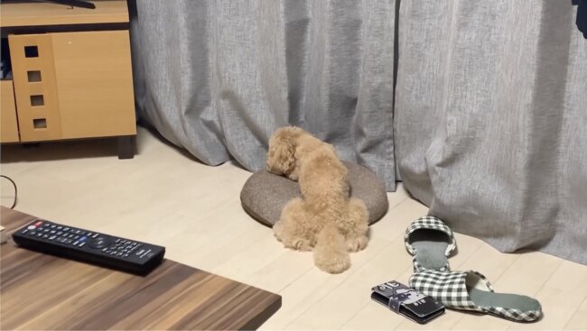 トイプードル,動画