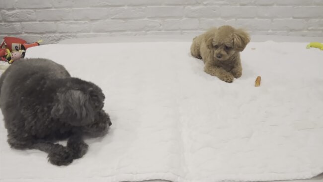 トイプードル,動画