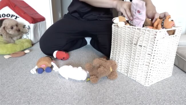 トイプードル,動画