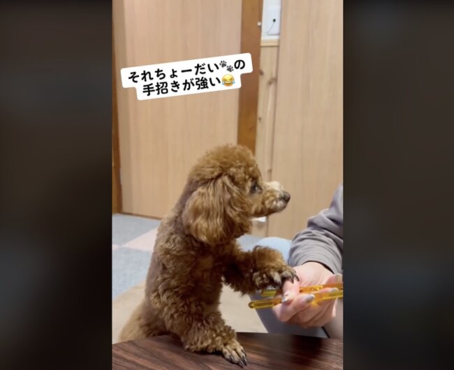 トイプードル,動画