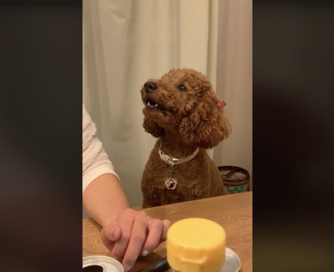 トイプードル,動画