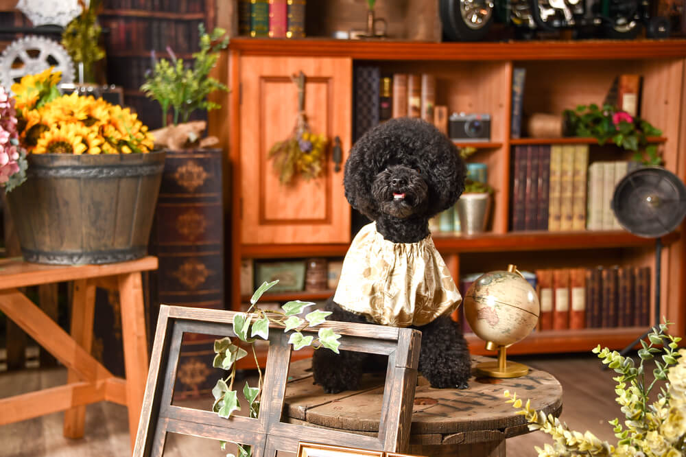 トイプードルライフ,犬,宿,旅行