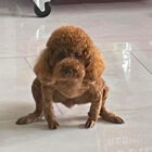 「トイプー舐めんな」相撲界もザワついた、笑えるトイプードル6選