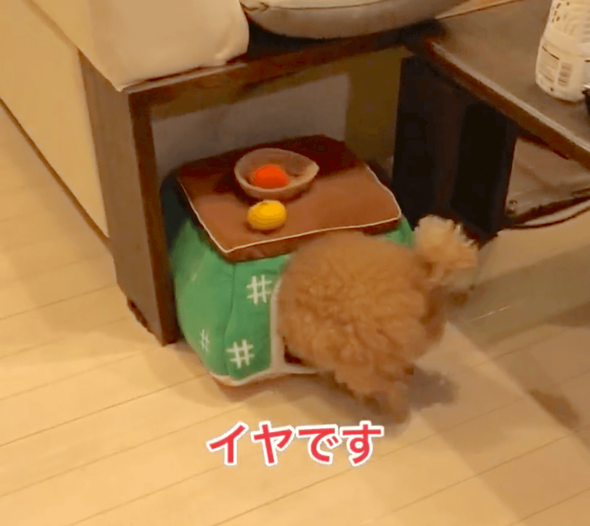 トイプードルライフ,動画