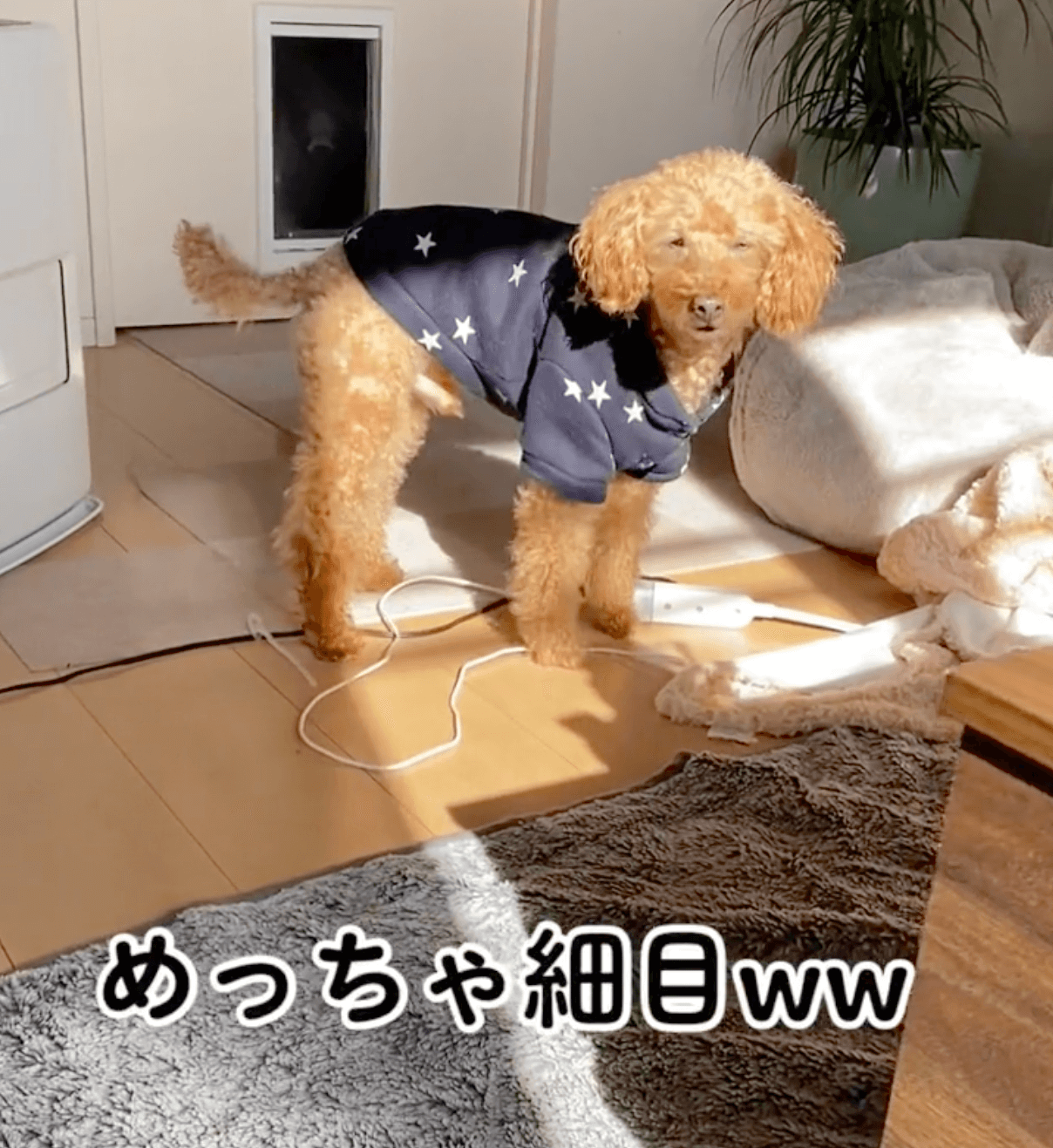 トイプードルライフ,動画