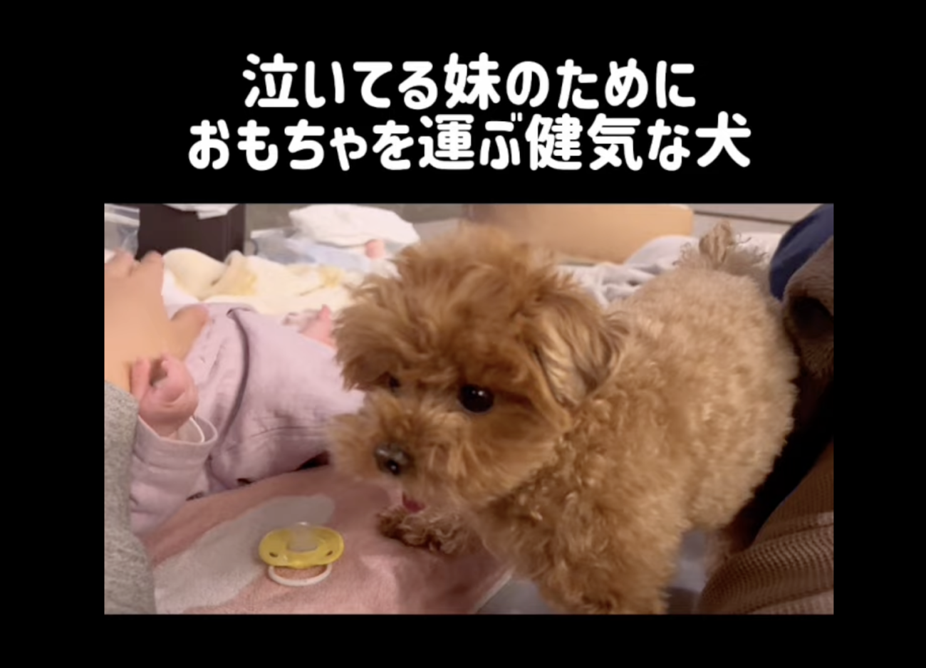 トイプードルライフ,動画