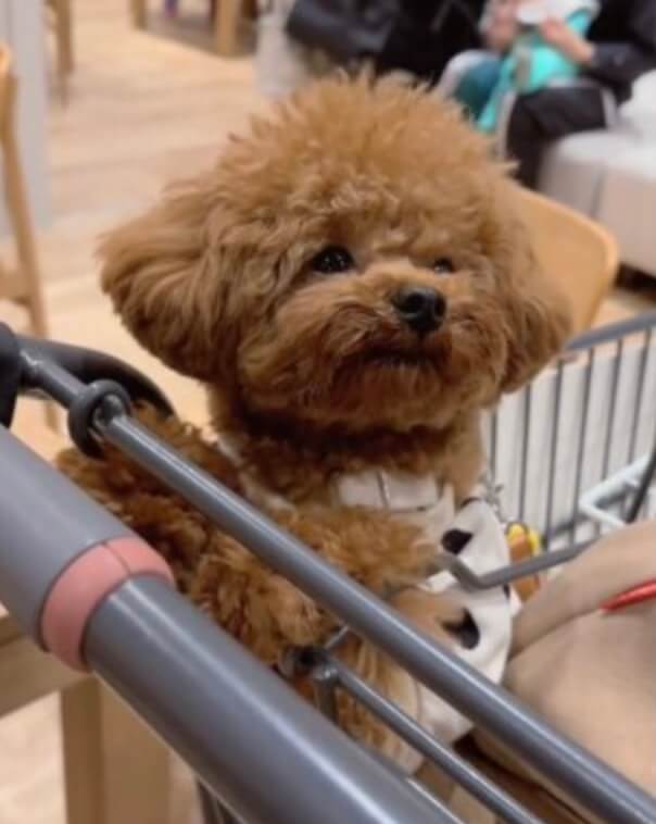 まさかの会話成立!?飼い主の質問に「うん」と答えたお喋りトイプードル