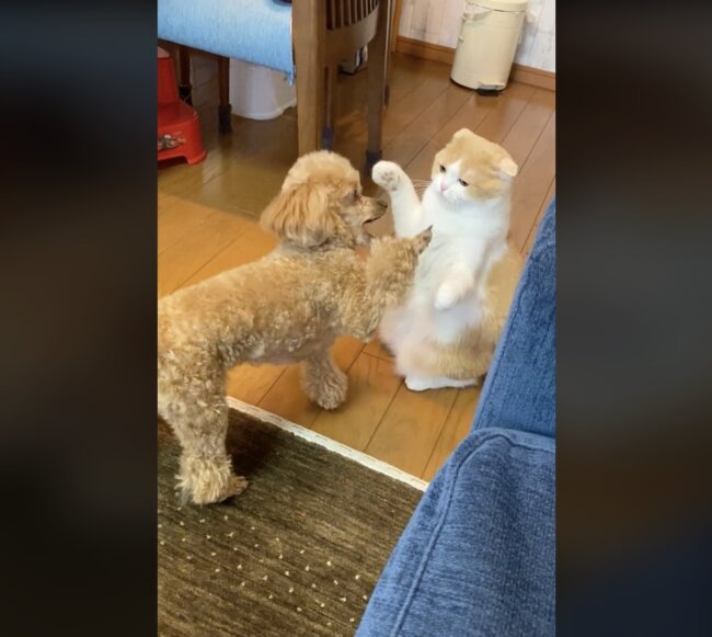 トイプードル,動画